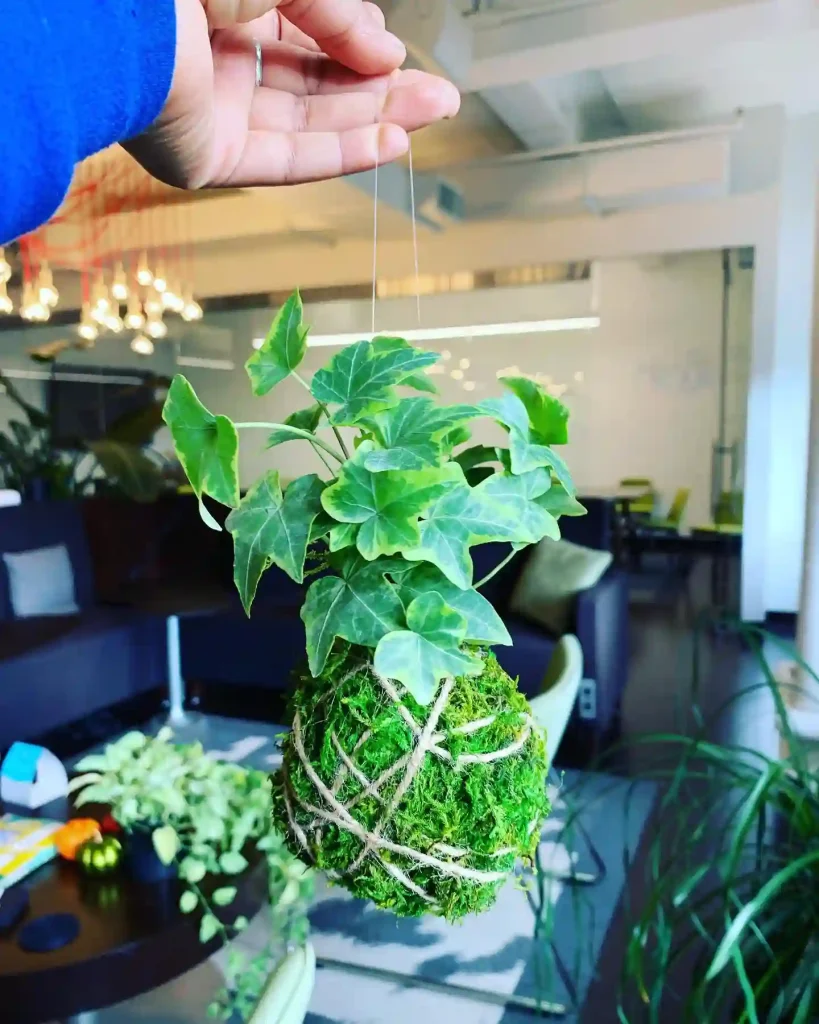 Kokedama