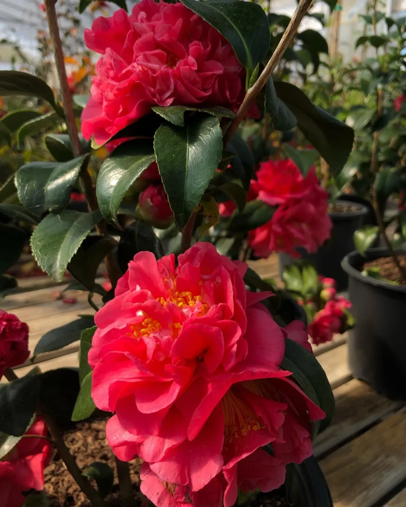 Kumasaka Camellia