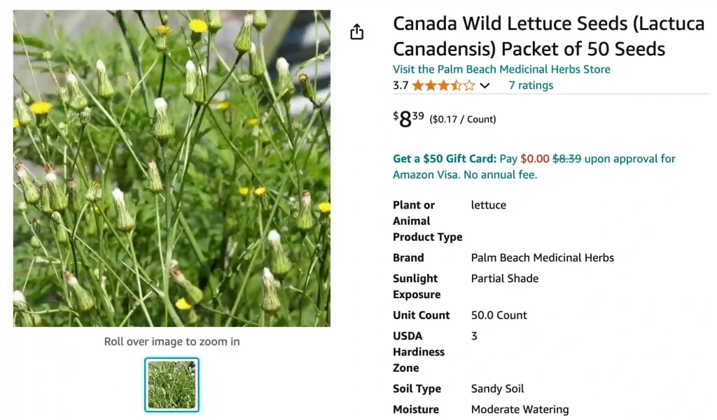 Lactuca Canadensis | Monsteraholic