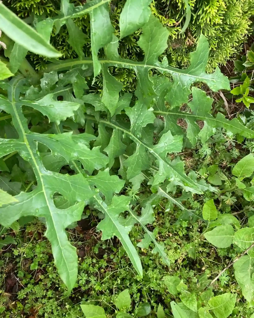 Lactuca Canadensis