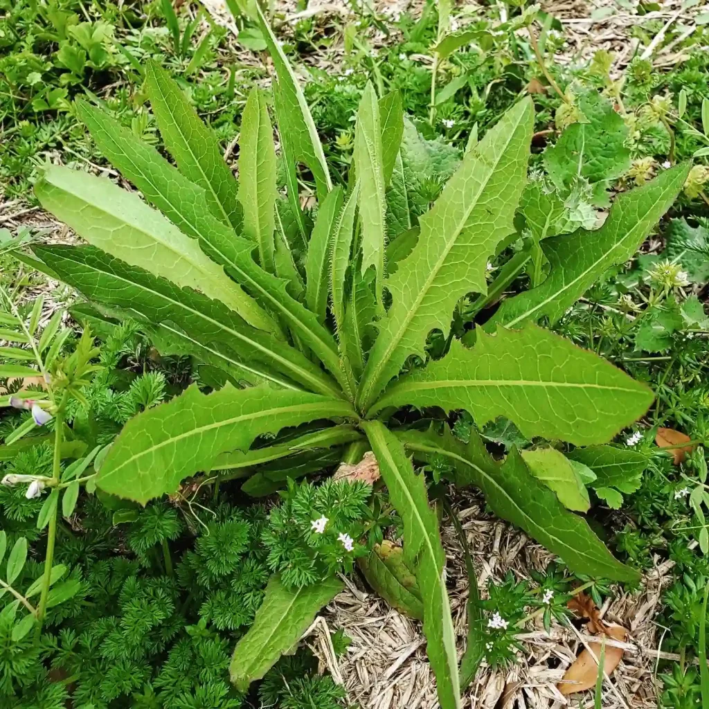 Lactuca Serriola