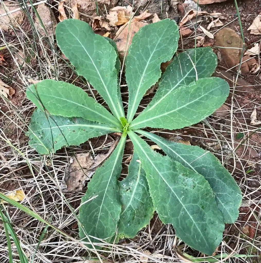 Lactuca Virosa