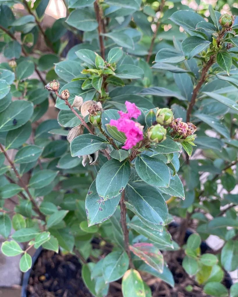 Lagerstroemia Pocomoke Crape Myrtle