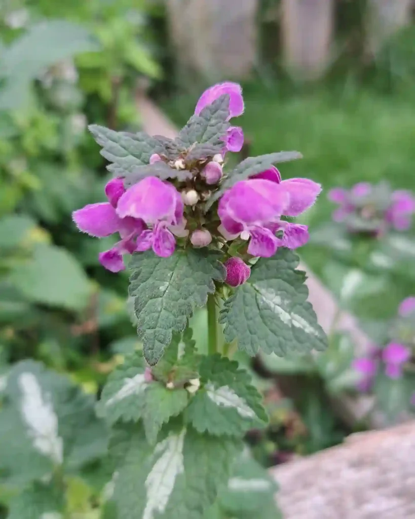 Lamium