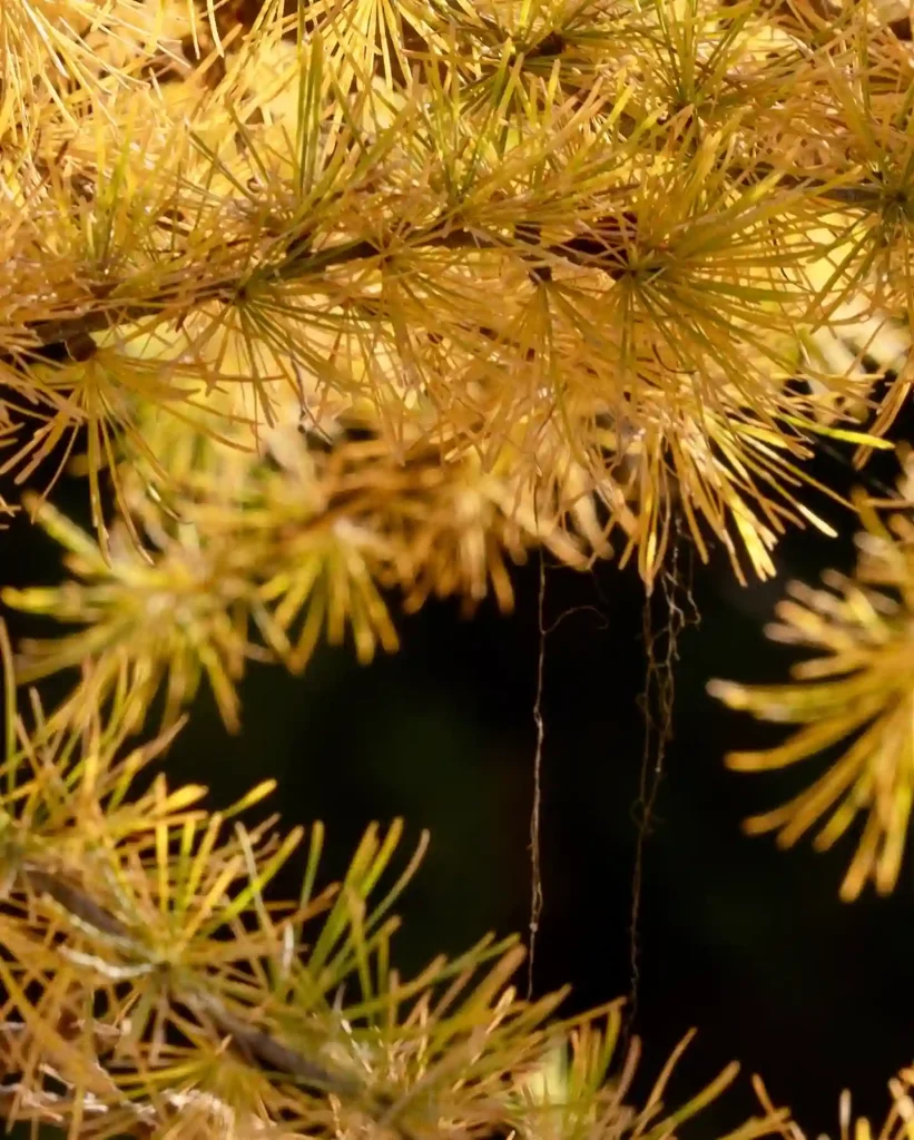 Larch Tree