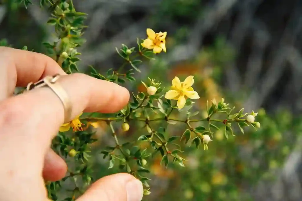 Larrea Tridentata