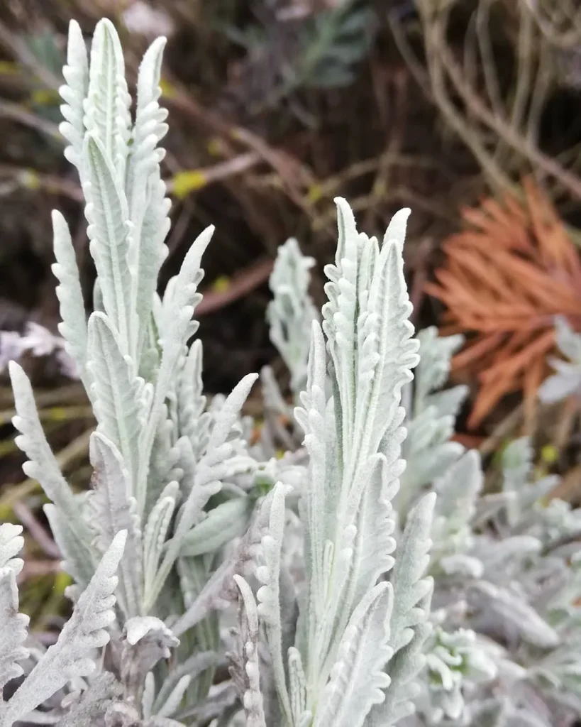 Lavandula x Allardii