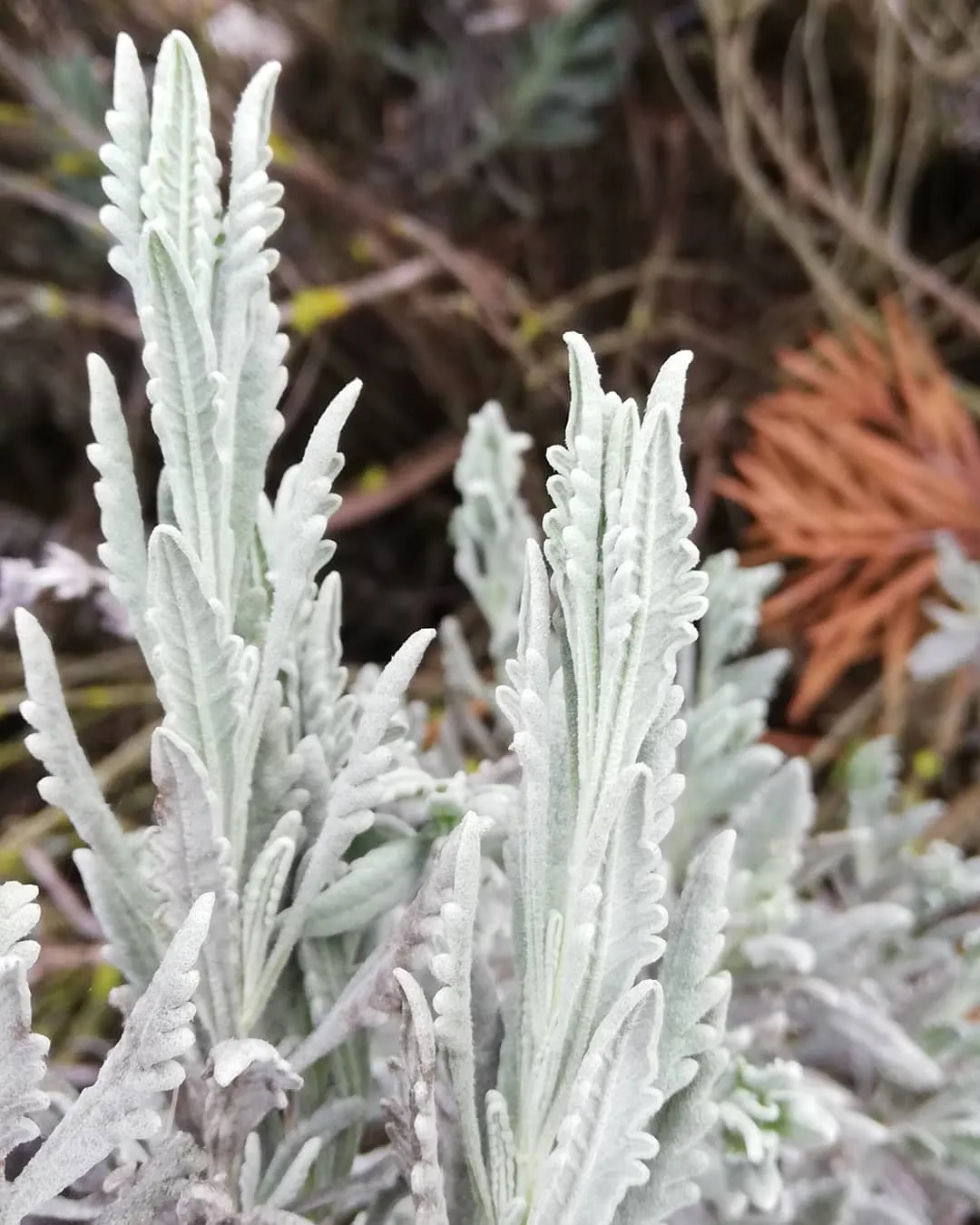 Plant FAQs: Lavandula x Allardii