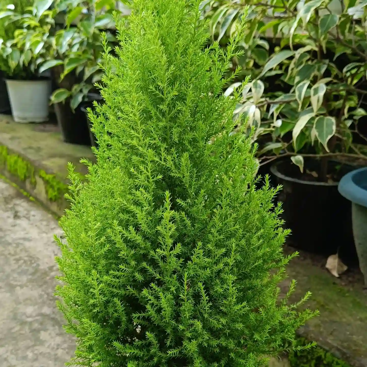 Plant FAQs: Lemon Cypress - Cupressus Macrocarpa - Hesperocyparis ...