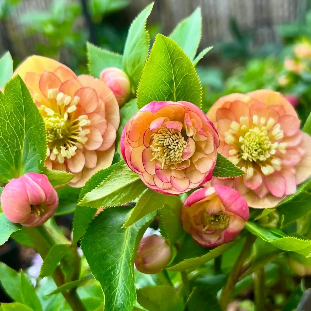 Lenten Rose