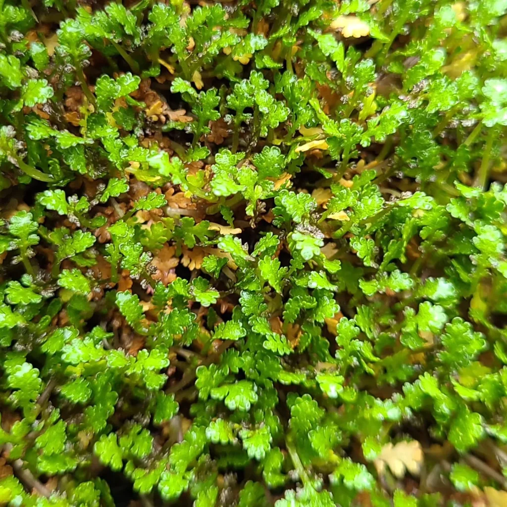 Leptinella Gruveri