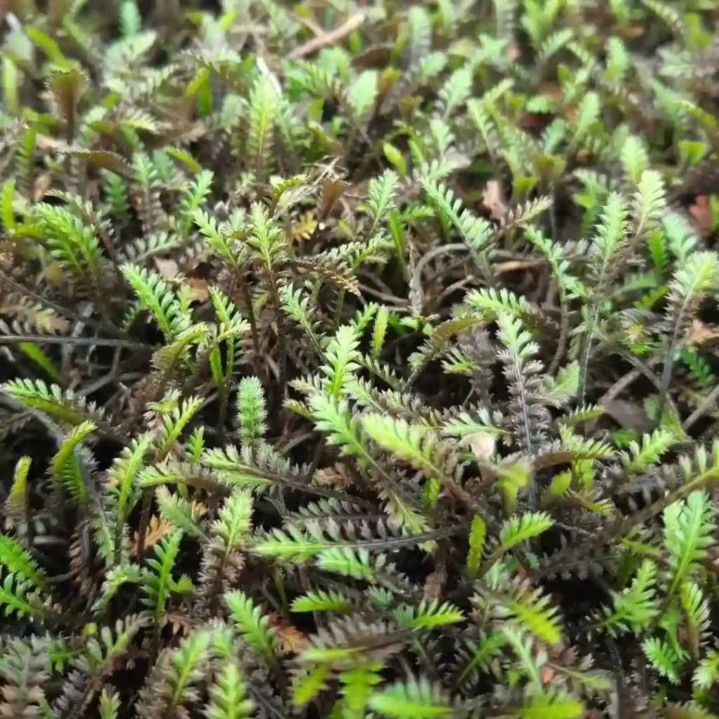 Leptinella Platts Black