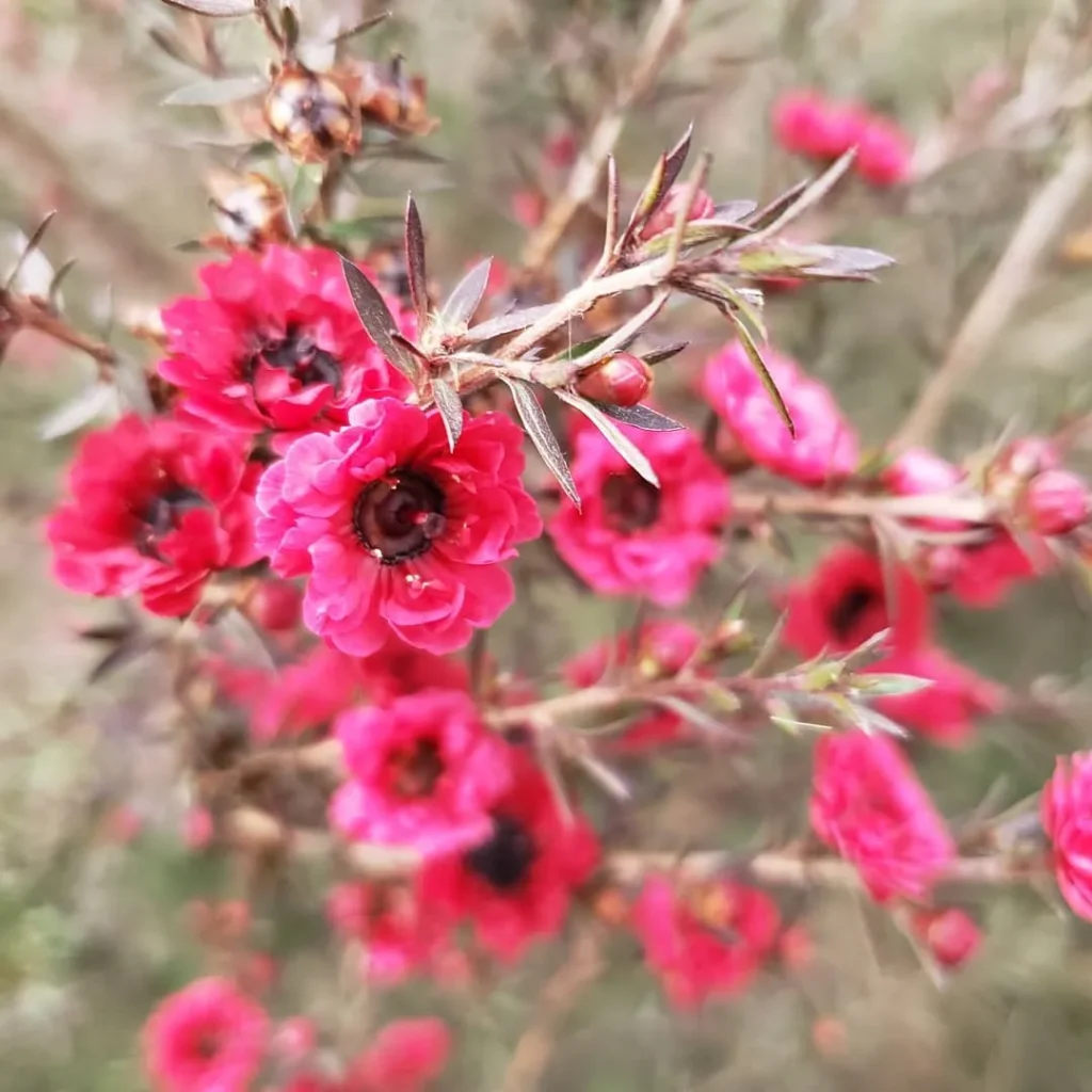 Leptospermum Ruby Glow