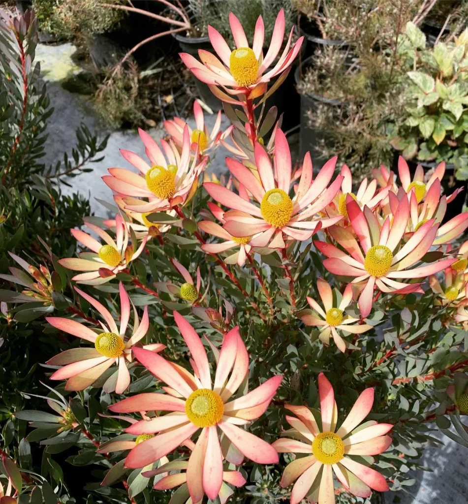 Leucadendron Hawaii Magic