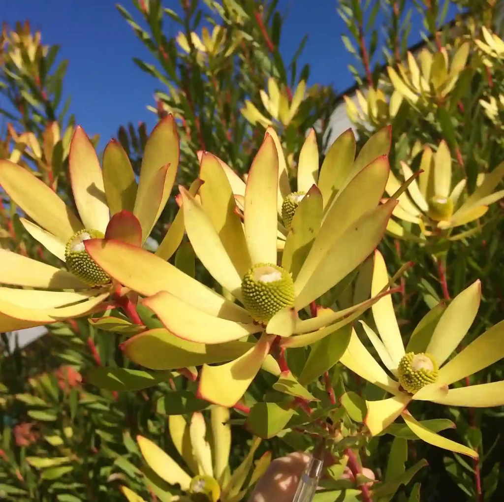 Leucadendron Wilson's Wonder