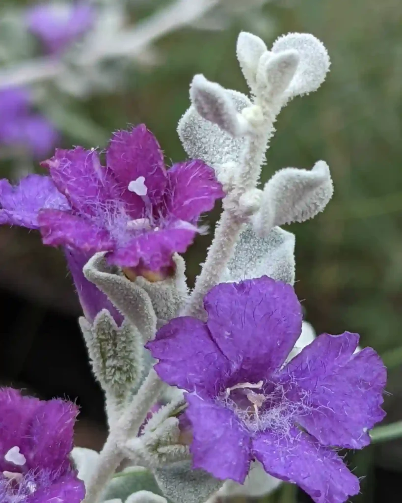 Leucophyllum Zygophyllum