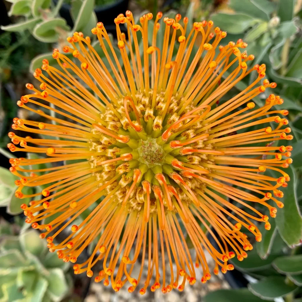 Leucospermum California Sunshine