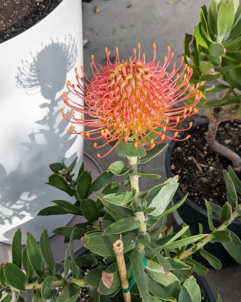 Leucospermum Flame Giant