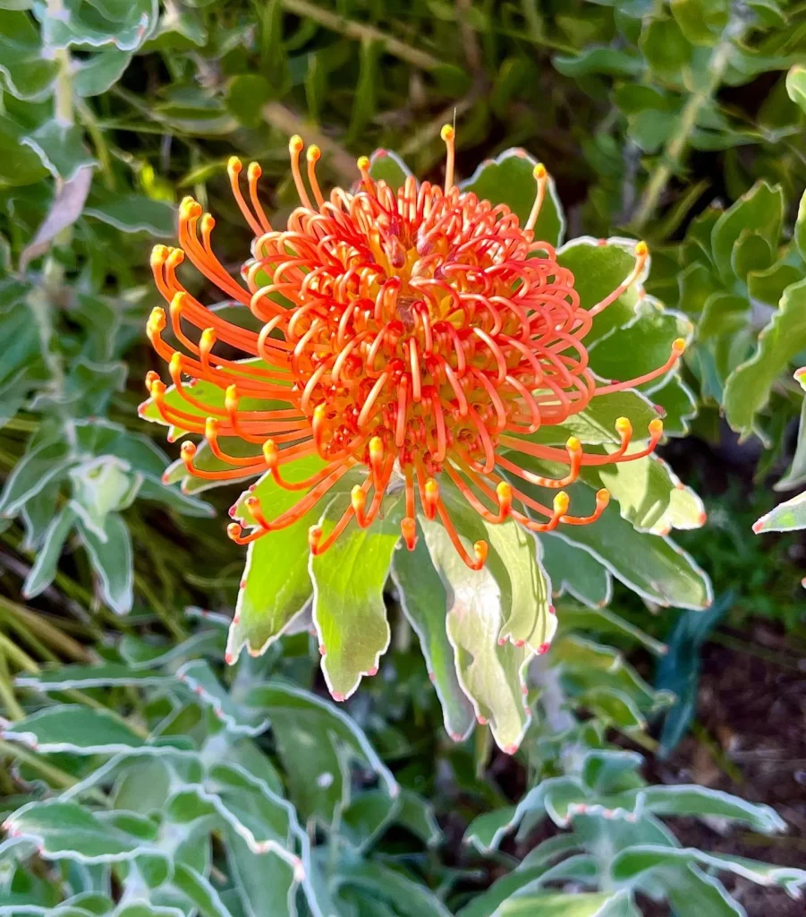 Leucospermum Sunrise