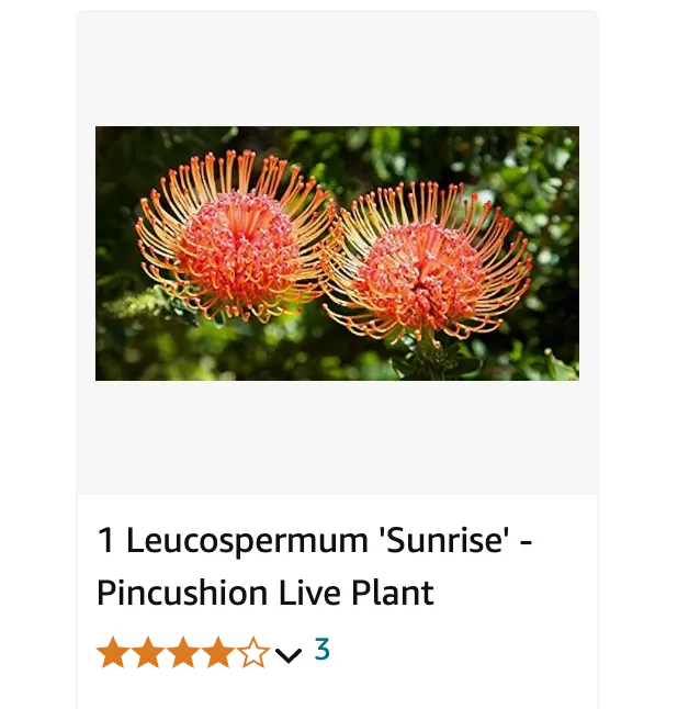 Leucospermum Sunrise | Monsteraholic