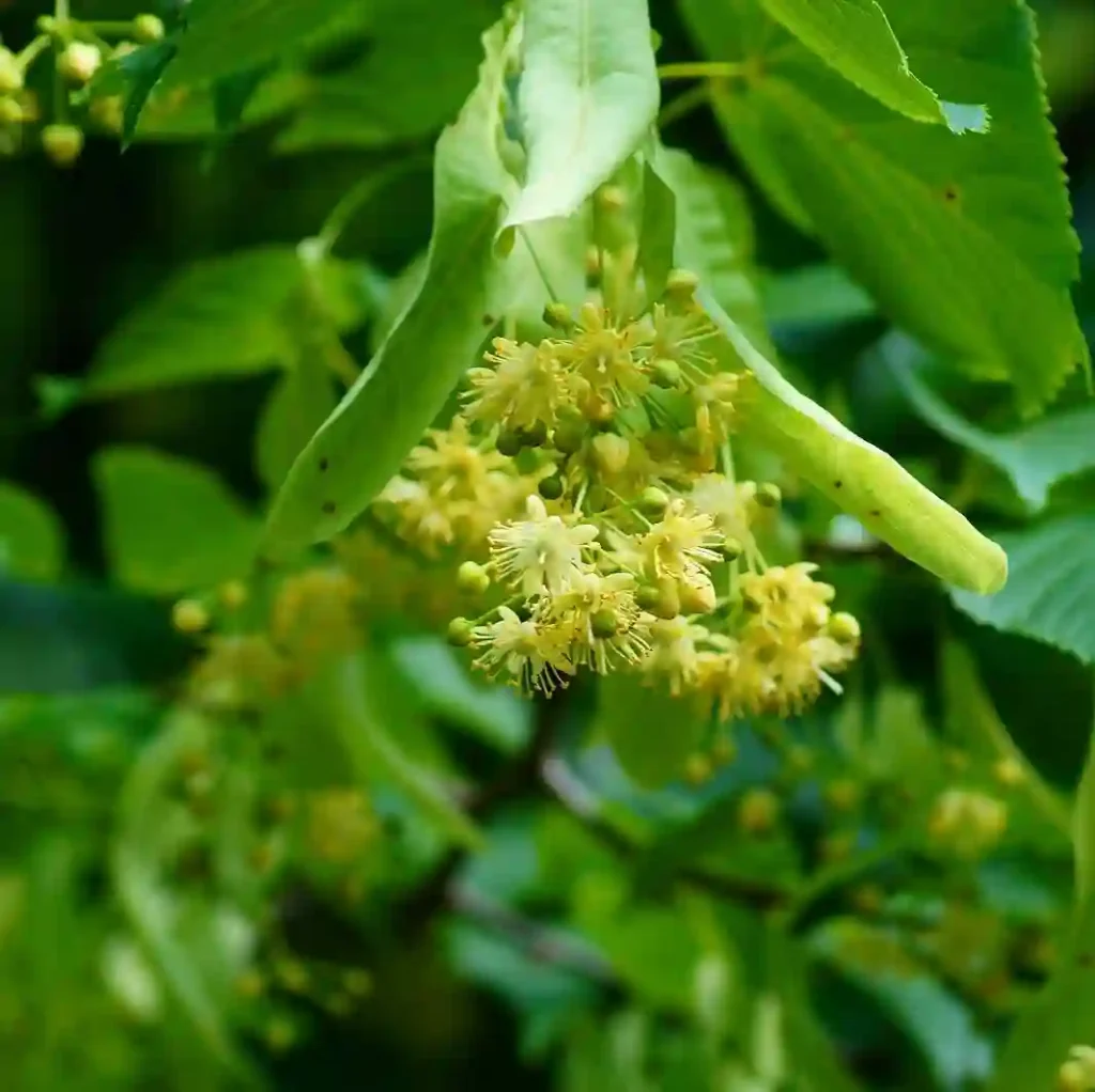 Linden Tree