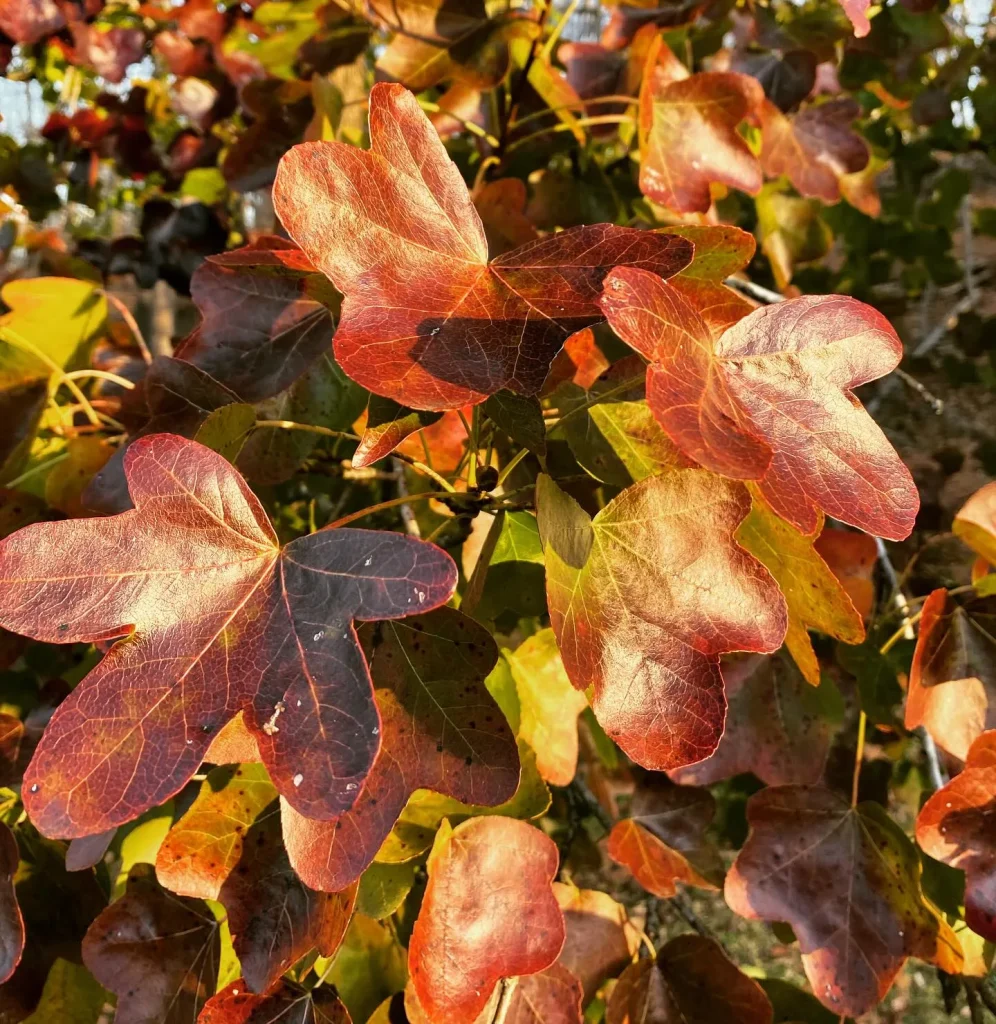 Liquidambar Styraciflua Rotundiloba