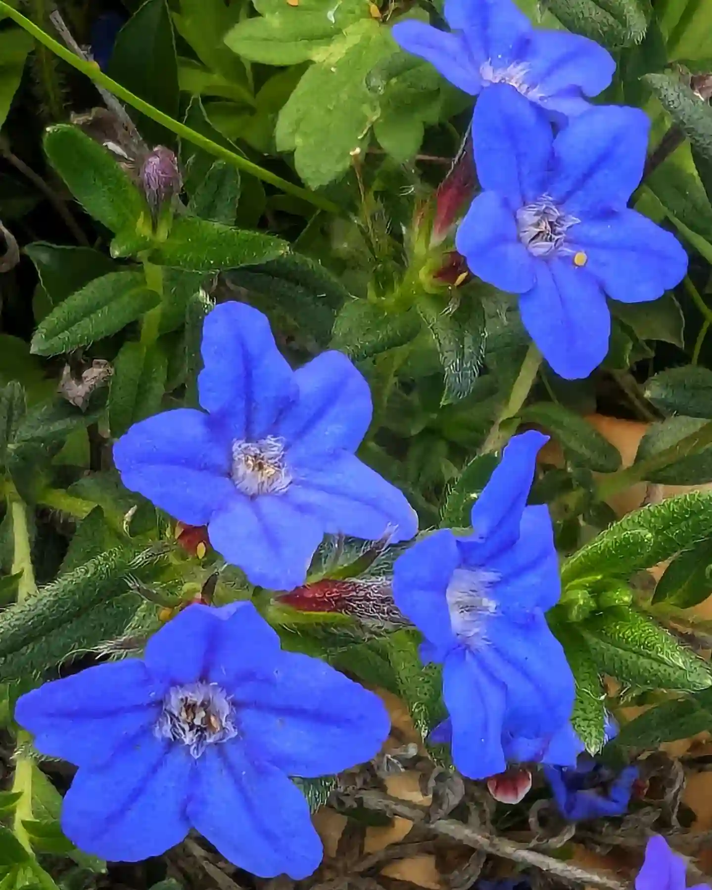 3 Species in Genus Lithodora