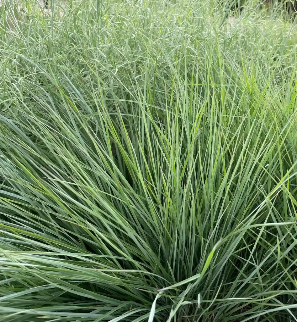 Little Bluestem