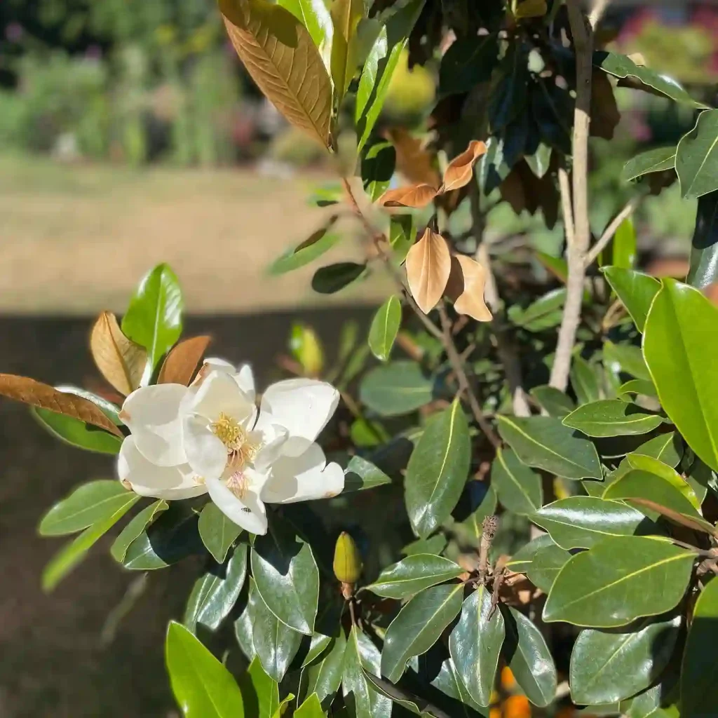 Little Gem Magnolia