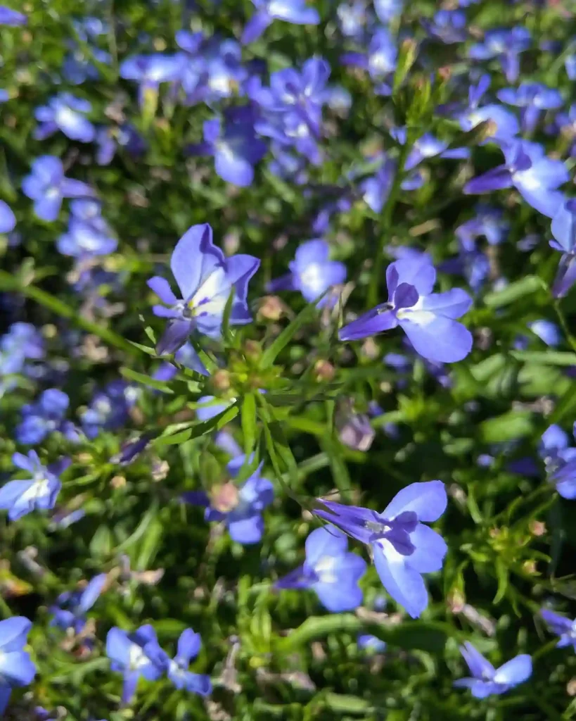 Lobelia Erinus