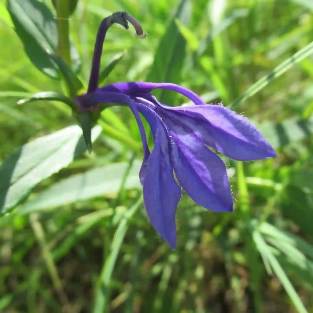 Lobelia