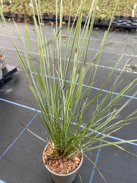 Lomandra Arctic Frost