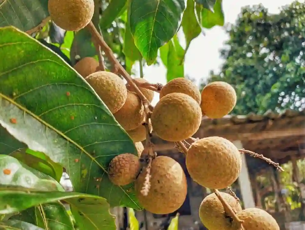 Plant FAQs: Longan – Dimocarpus Longan