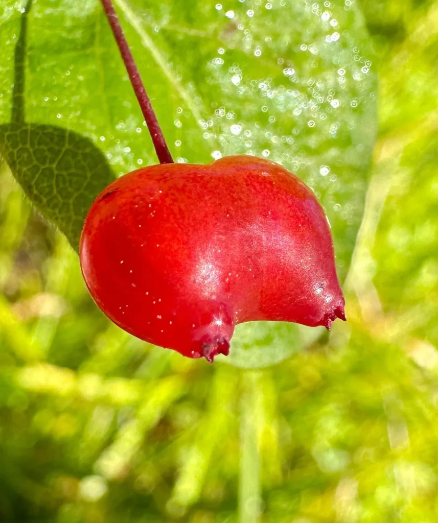 Lonicera Conjugialis