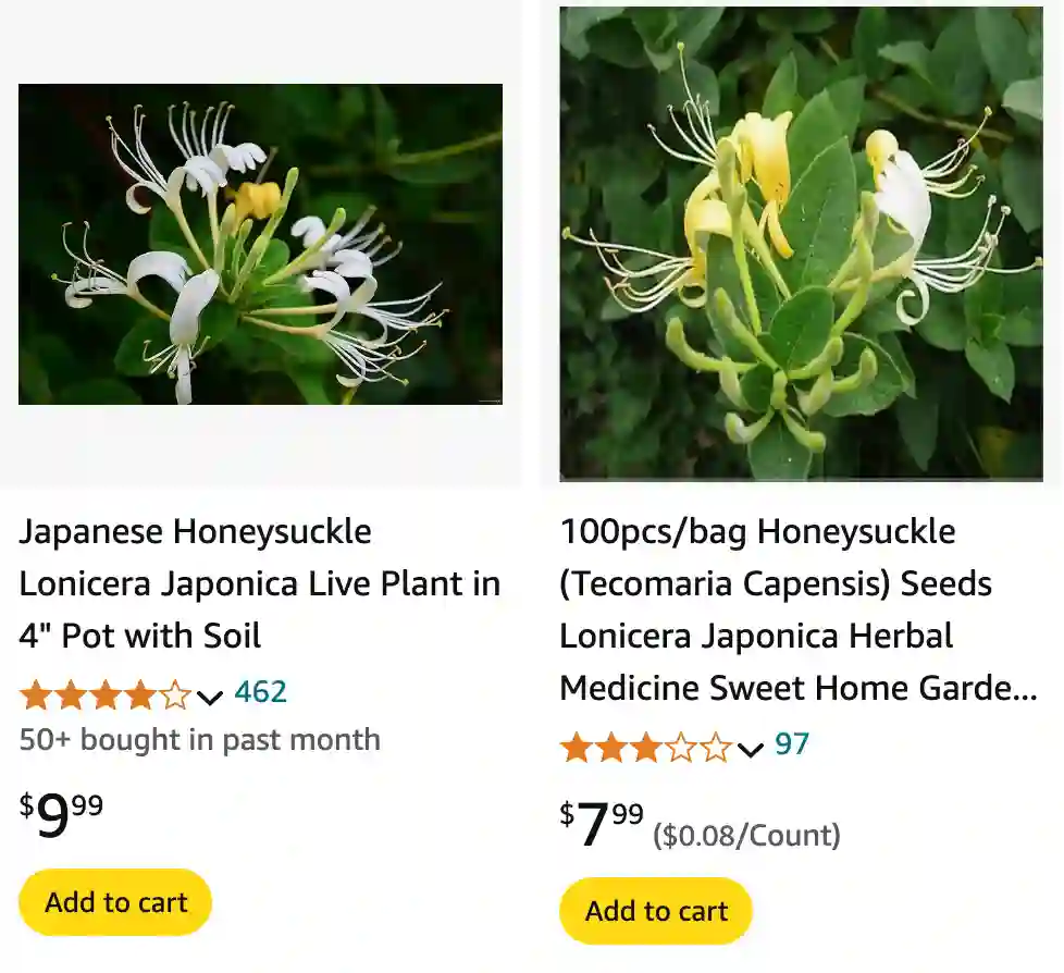 Lonicera Japonica | Monsteraholic