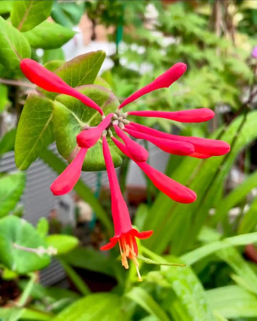 Lonicera Sempervirens