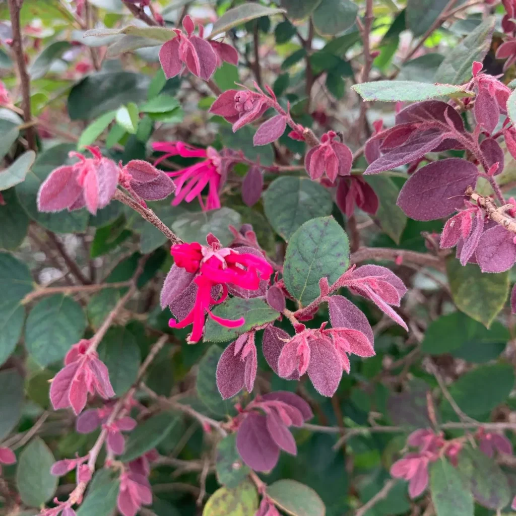 Loropetalum Purple Majesty