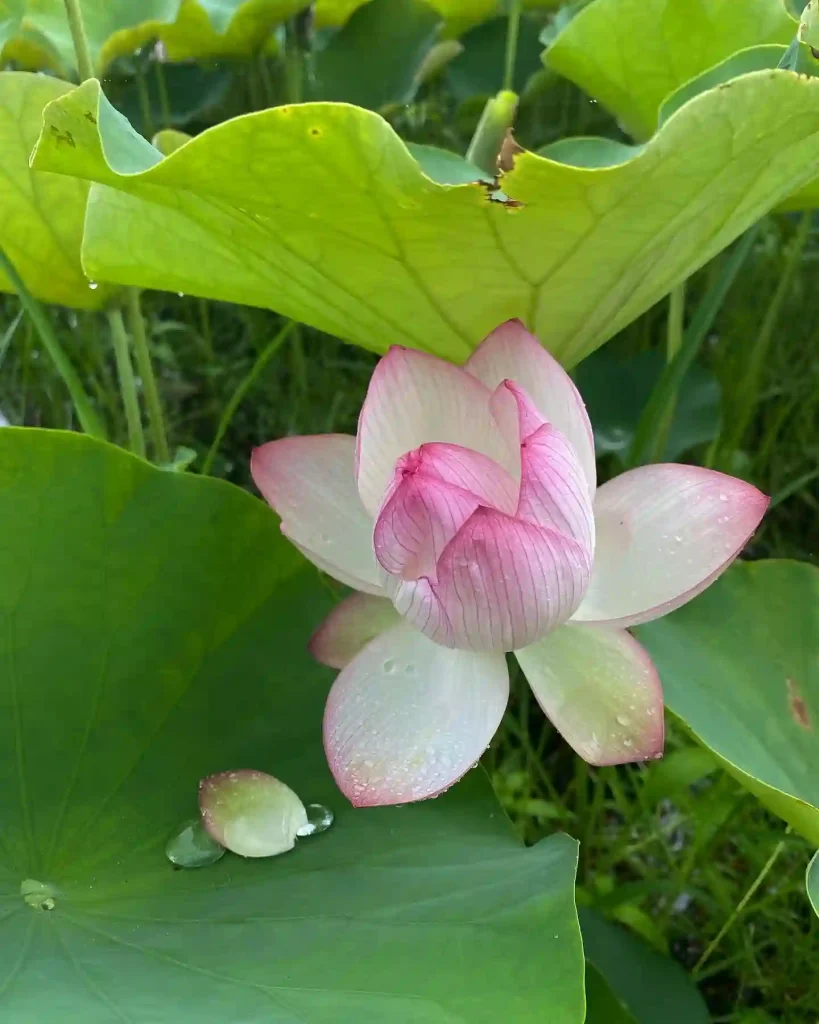 Lotus Plant