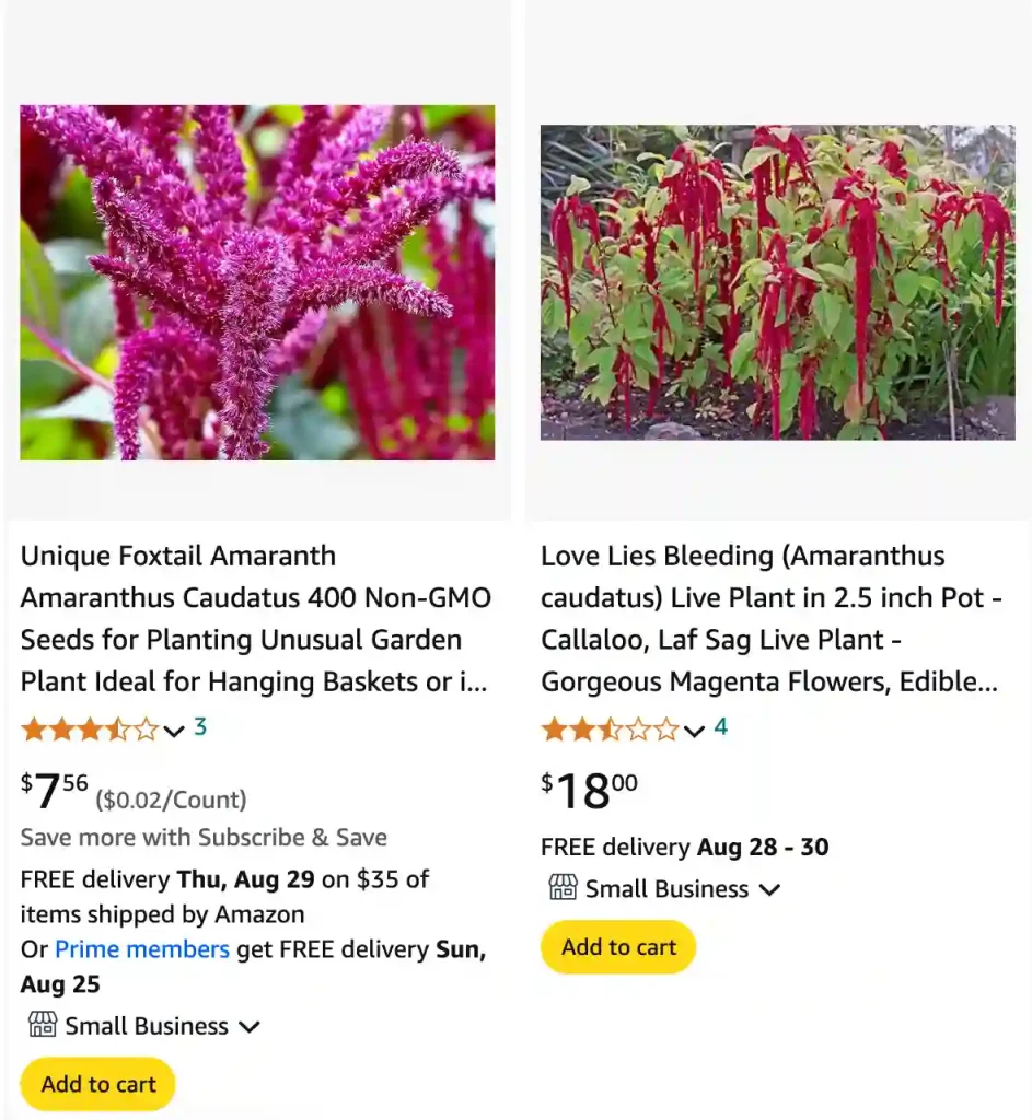 Love Lies Bleeding | Monsteraholic