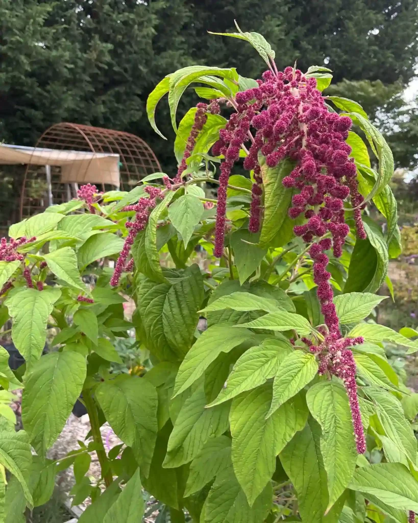 Love Lies Bleeding