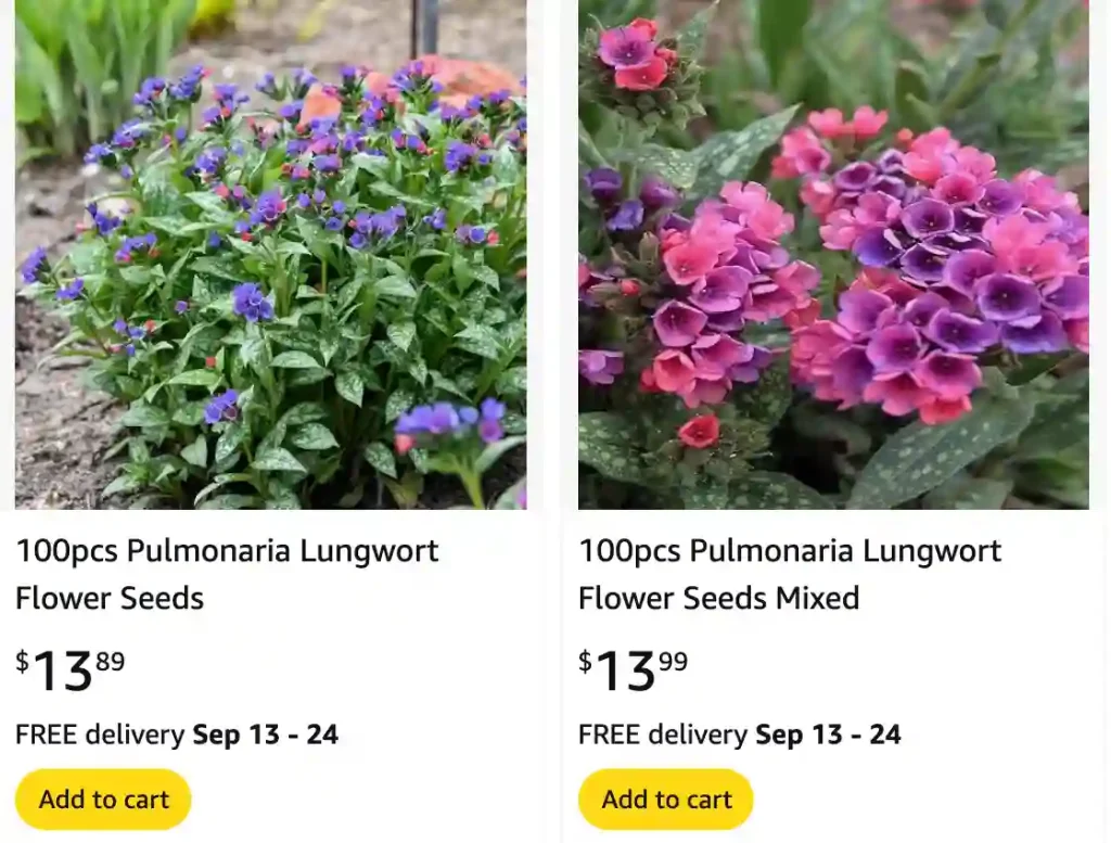 Lungwort Pulmonaria | Monsteraholic