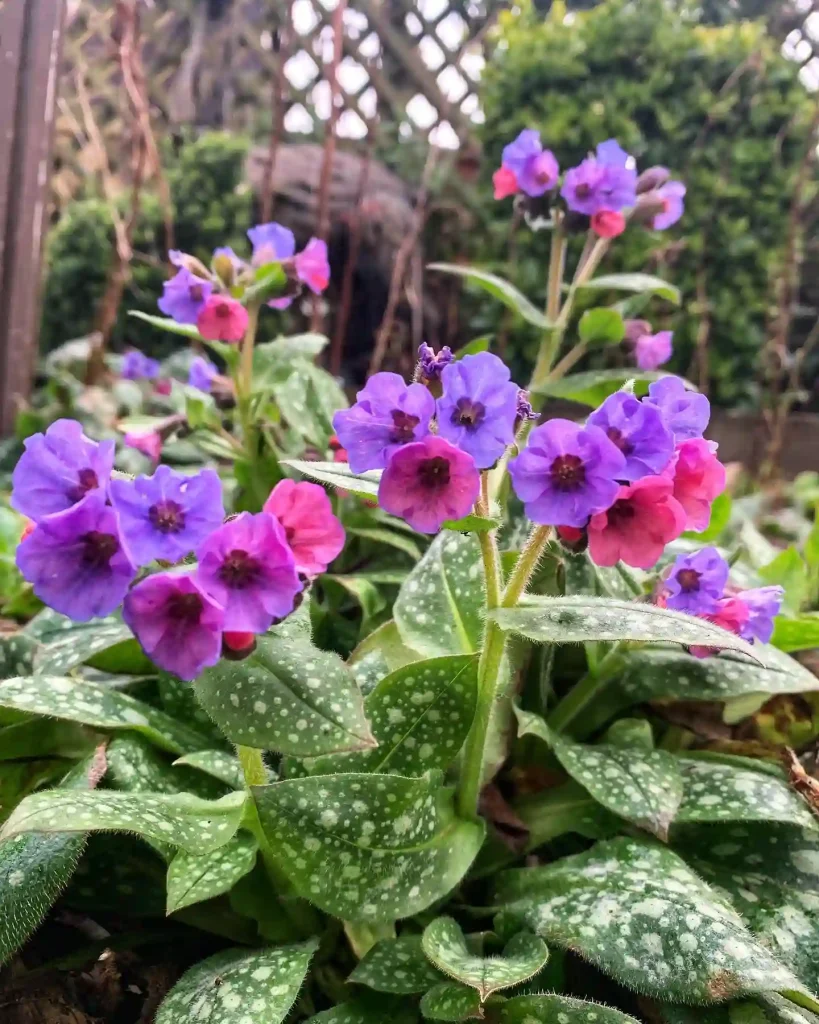 Lungwort