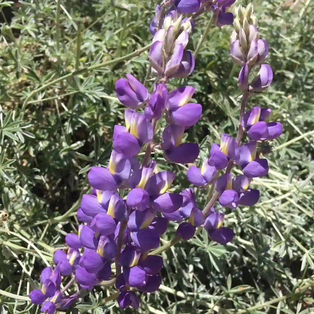 Lupinus Excubitus