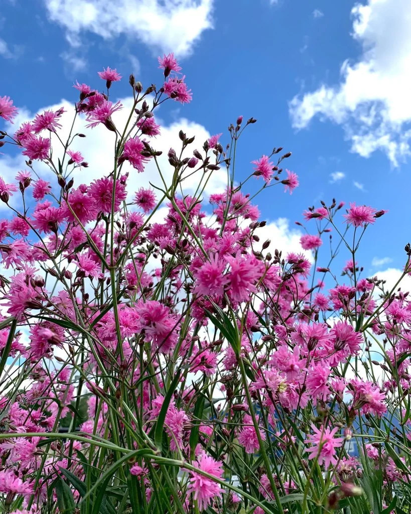 Lychnis Petite Jenny