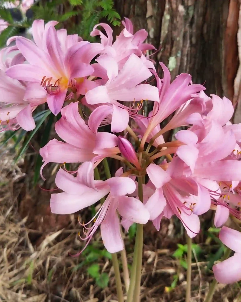 Lycoris Squamigera