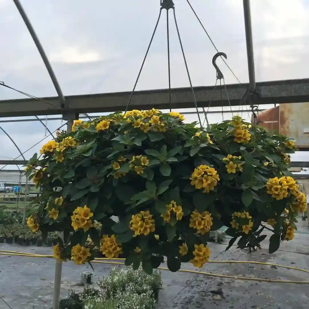 Lysimachia Golden Globes