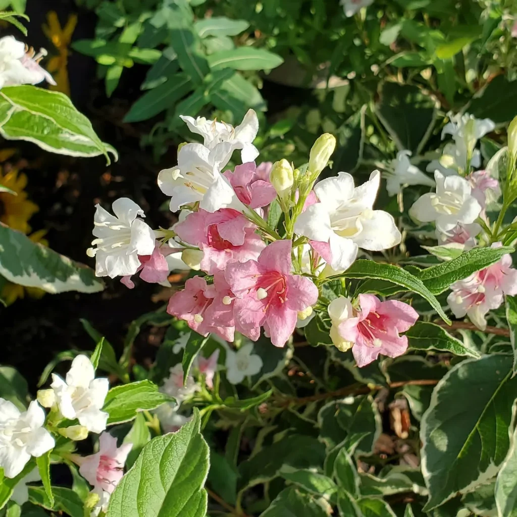 Magical Fantasy Weigela