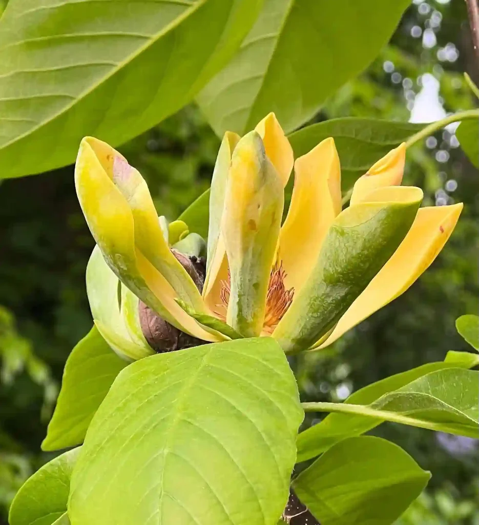 Magnolia Acuminata