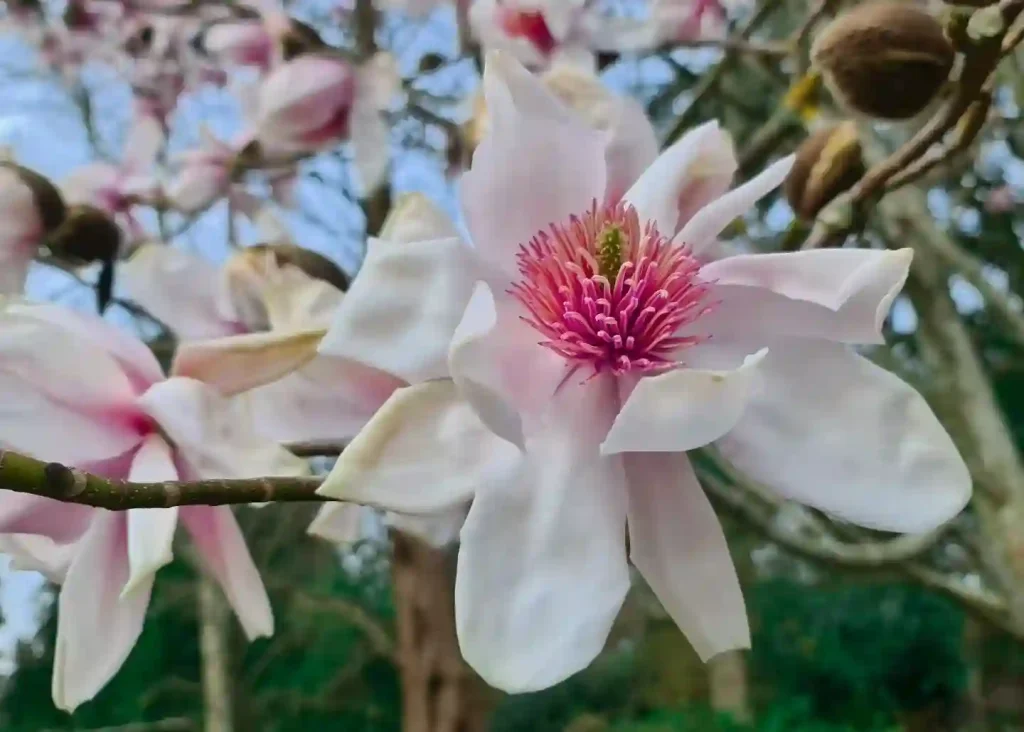 Magnolia Dawsoniana