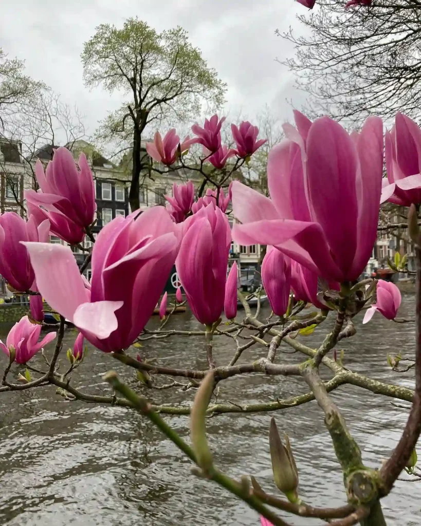 Magnolia Liliiflora